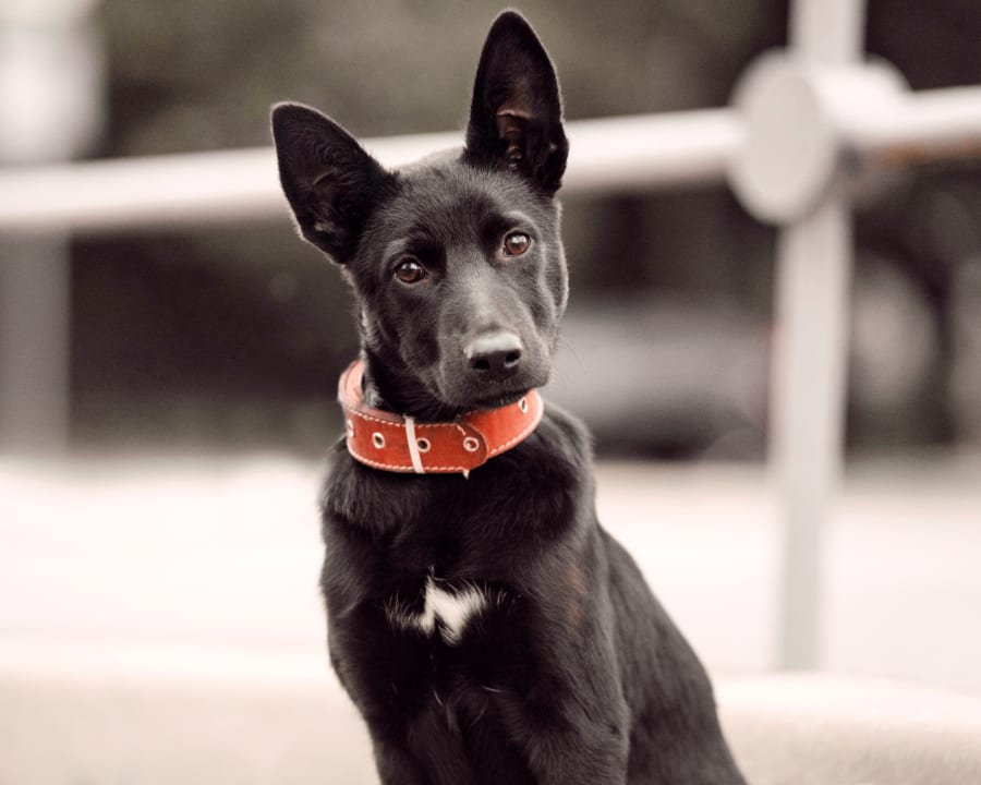 Taylor Veterinary Emergency in Turlock