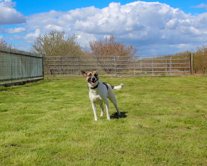 A happy dog runs at our boarding facility in Turlock