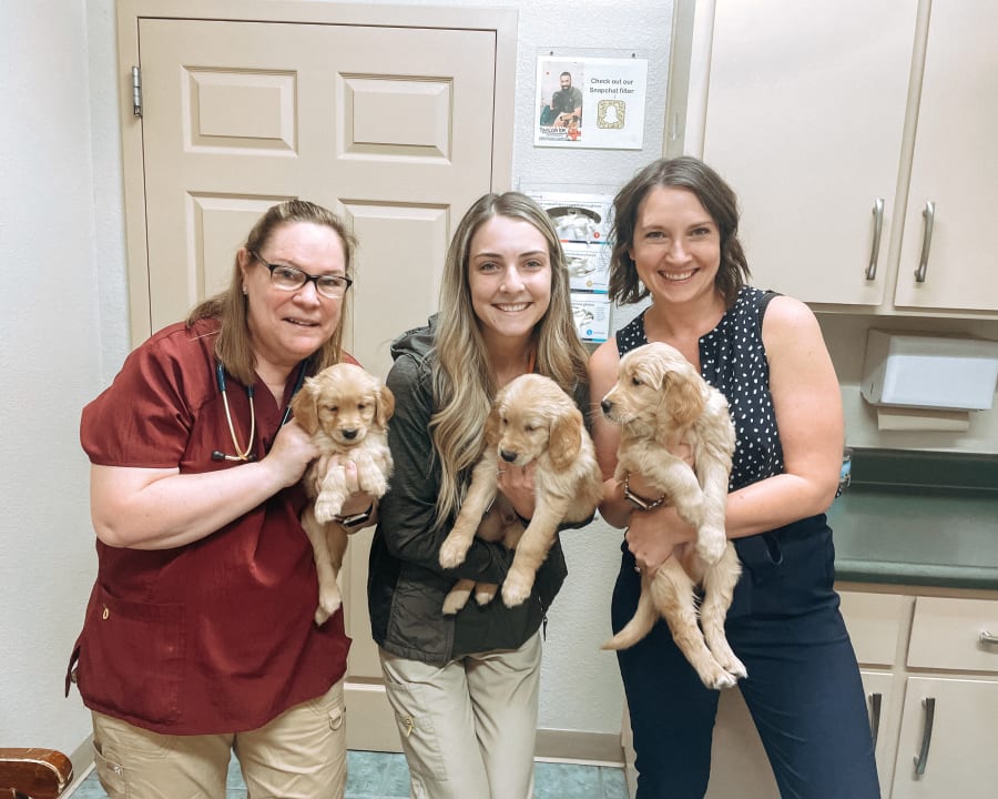 Puppies & Kittens, Turlock Veterinarians