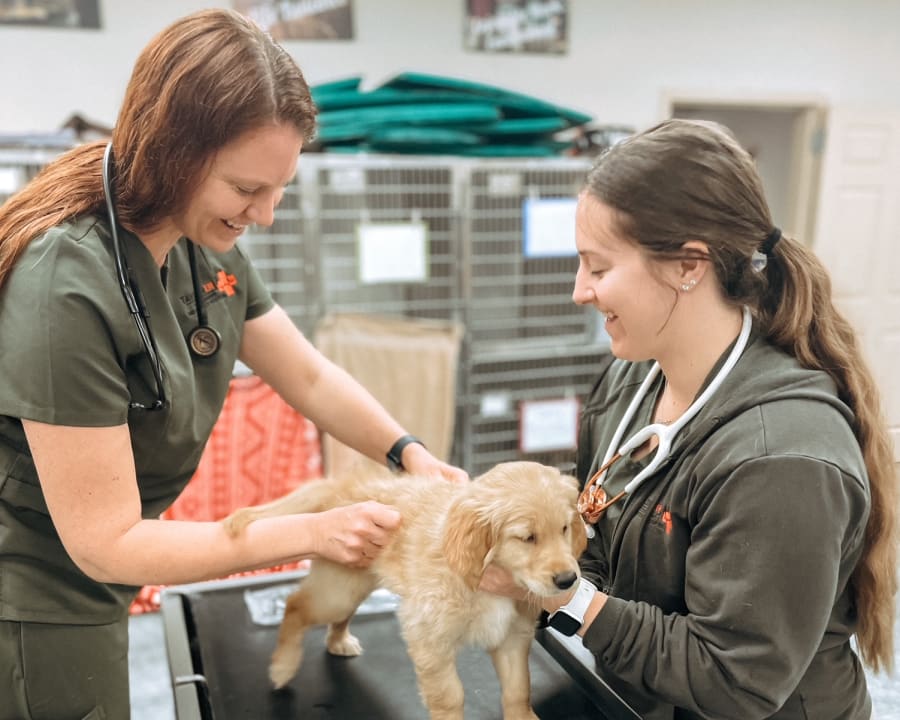 Cat & Dog Wellness Exams, Turlock