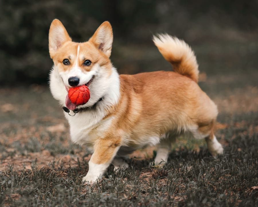 Dental Care, Turlock Vet