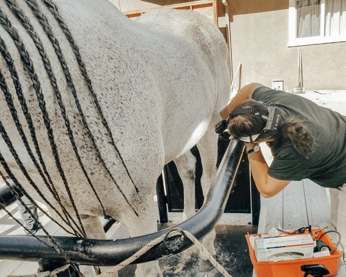 Equine Surgery, Turlock Vets