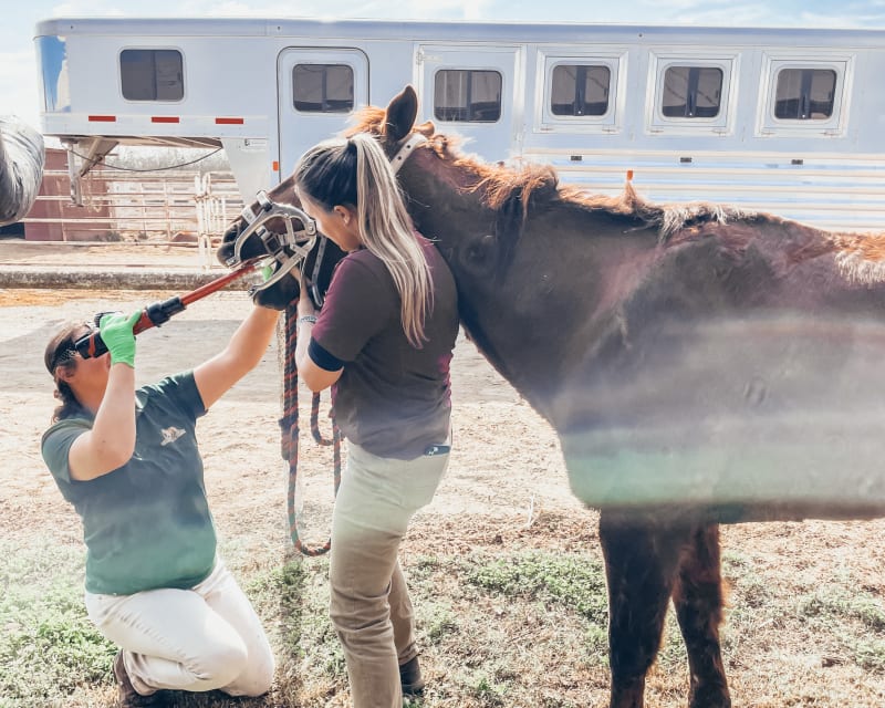 Equine Dentistry, Turlock Vets