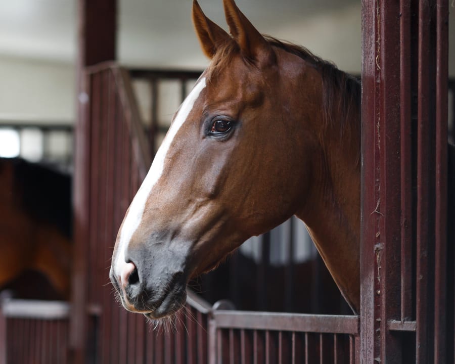 Equine Acupuncture, Turlock Vets