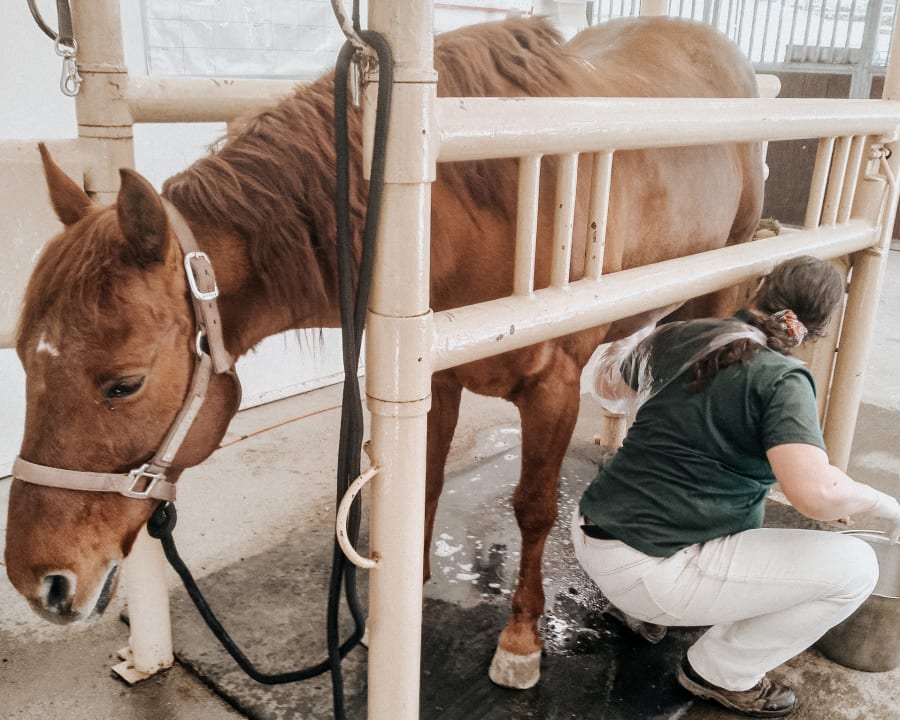 Equine Routine Wellness Exams, Turlock Vets