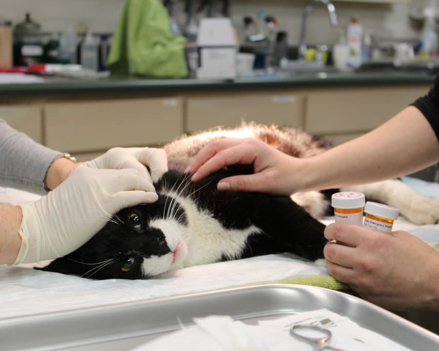 Internal Medicine for Cats & Dogs, Turlock